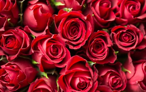 rosas rojas de sant jordi